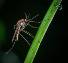 Происхождение слова комар, этимология слова шмель и английского hum