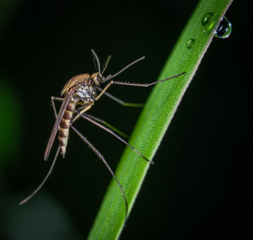 Происхождение слова комар, этимология слова шмель и английского hum