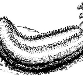 Морской огурец, он же голотурия. Однокоренной со словом холистический.